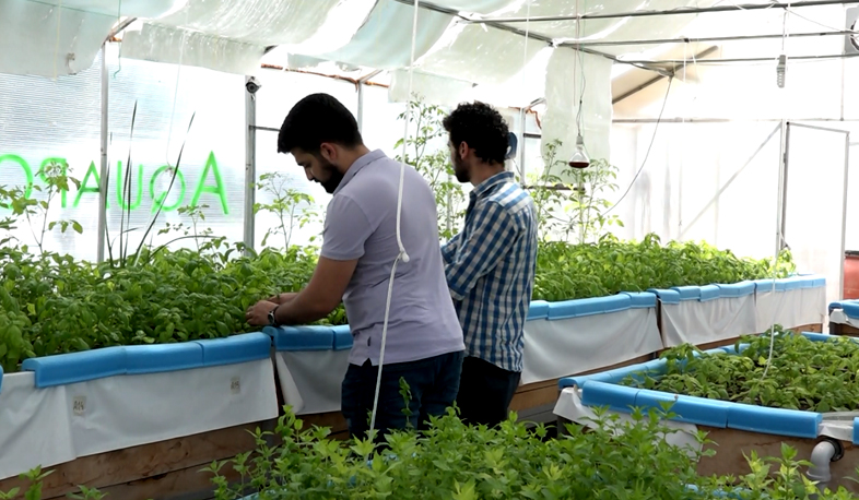 Գյուղատնտեսություն ջրի վրա. Ապագայում ապագայի ջերմոց կա