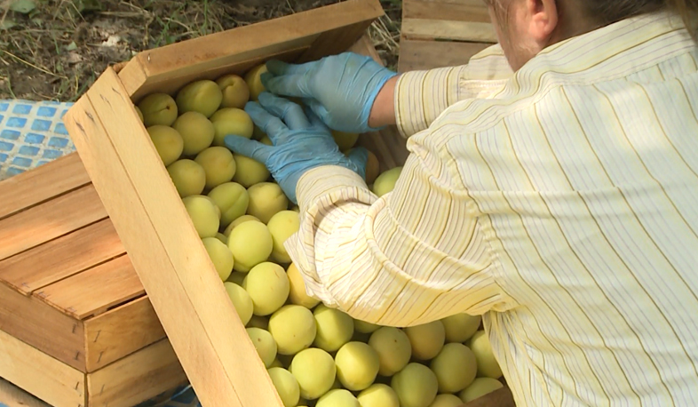 Պետությունը սուբսիդավորելու է գերակա ոլորտների վարկային տոկոսները