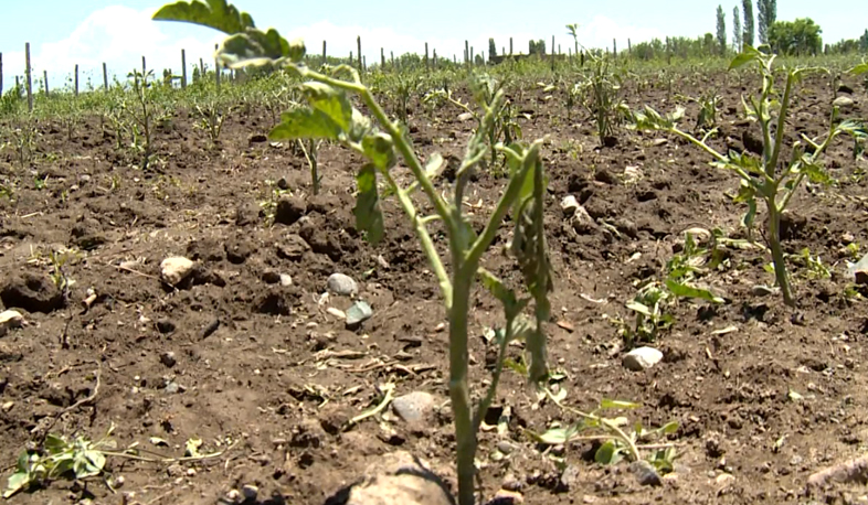 Արմավիրում տասը համայնք է տուժել կարկուտից