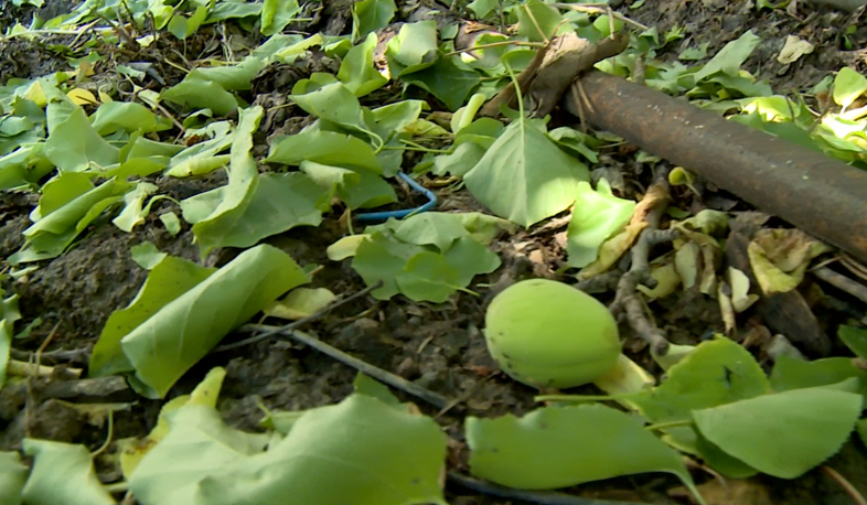 Կարկուտի պատճառած վնասի չափը կուսումնասիրվի