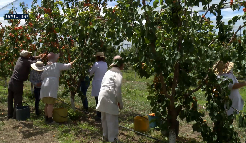 Սոցիալական գյուղատնտեսությունից անցում դեպի արդյունաբերական