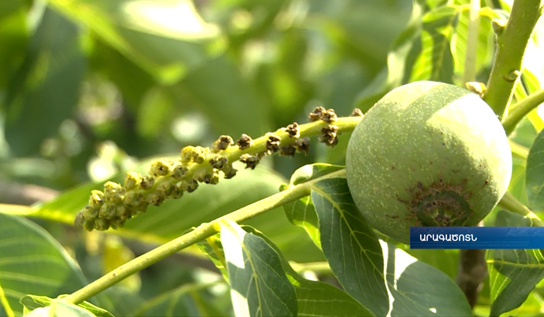 Ashtarak walnut blossoms and yields twice a year