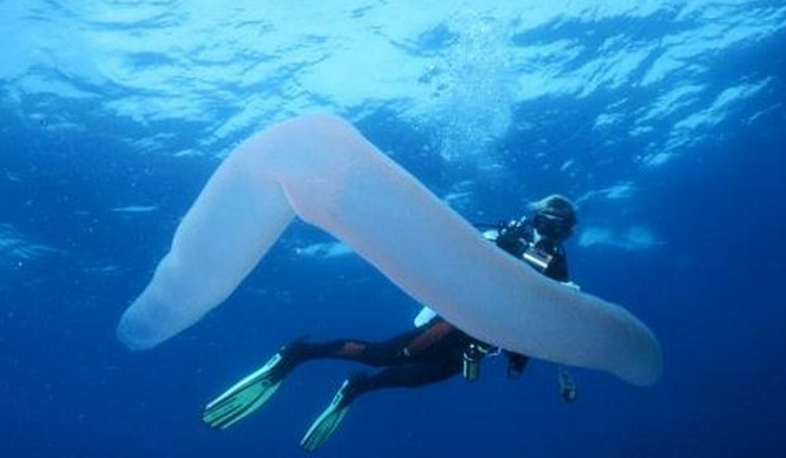 Global warming: warm water fishes discovered in the cold part of the Pacific Ocean