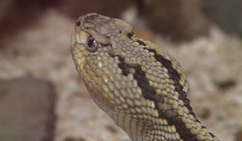 Հայաստանում օձի կծածից 18 մարդ է տուժել. մահվան դեպքեր չեն գրանցվել