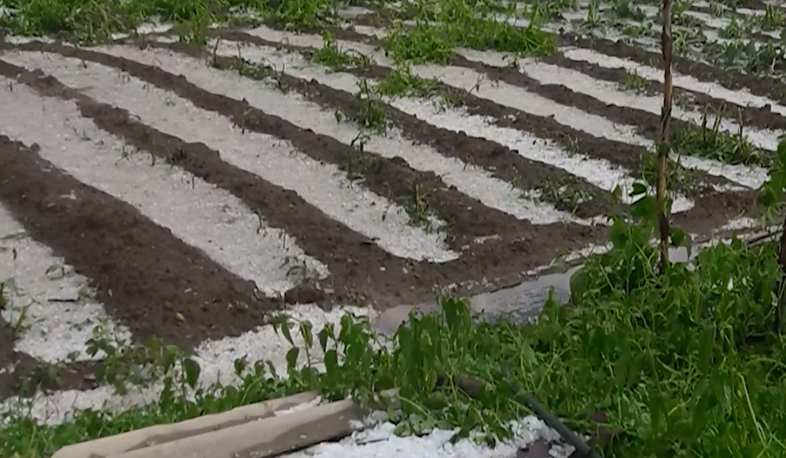 Hail destroyed the whole harvest in Sisian
