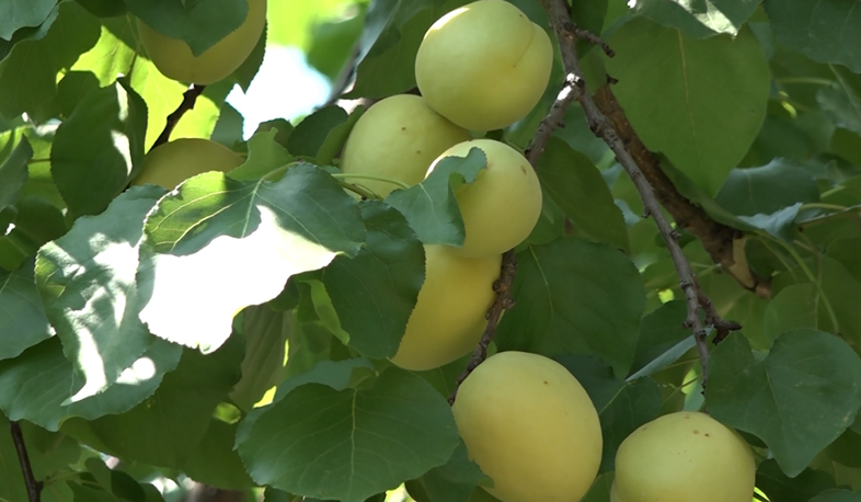 Արմավիրում ծիրանի բերքահավաք է. սպասվում է 25 հազար տոննա բերք