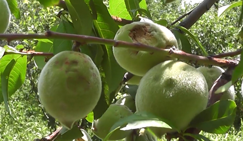 Սիսիանում հաշվում են կարկուտի պատճառած վնասի չափերը