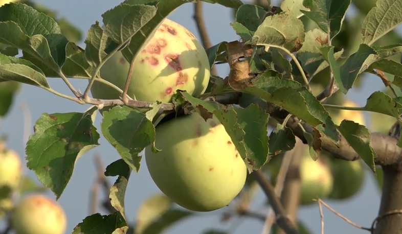 Տավուշում փոթորկից միանգամից մի քանի գյուղ է տուժել