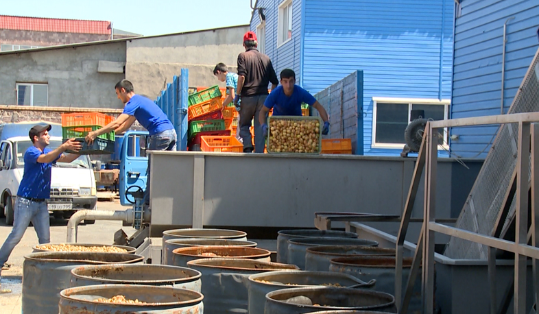 2016-ի համեմատ 40 տոկոսով ավելացել է ծիրանի արտահանման թիվը