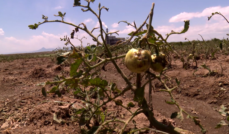 Հաշվառվում են Արագածոտնի մարզում կարկուտի պատճառած վնասի չափերը