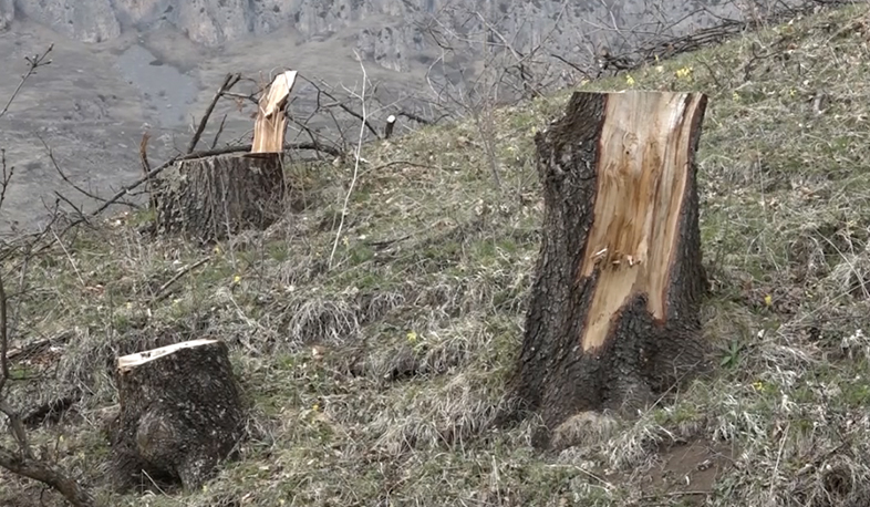 Ապօրինի ծառահատման հերթական դեպքն է գրացվել «Դիլիջան» ազգային պարկում