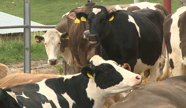Armenian high-tech experts to create virtual shepherds for Bolivian cows
