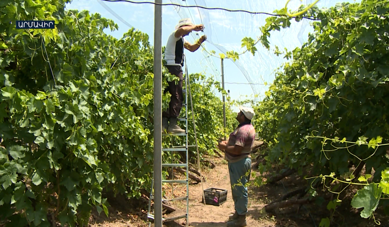 Հայկական գյուղատնտեսությունը կարկուտից փրկվելու համար ցանցապատ պաշտպանության է անցնում