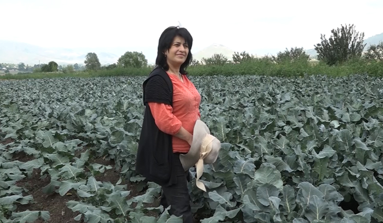 Իտալական բրոկկոլի հայկական Գարգառ գյուղում