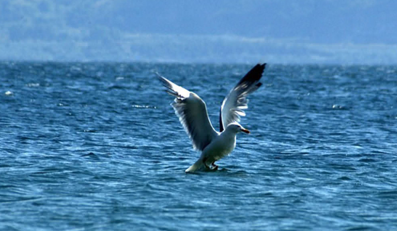 Lake Sevan’s solid pollution