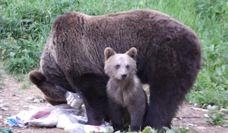 Brașov bears steal food from citizens