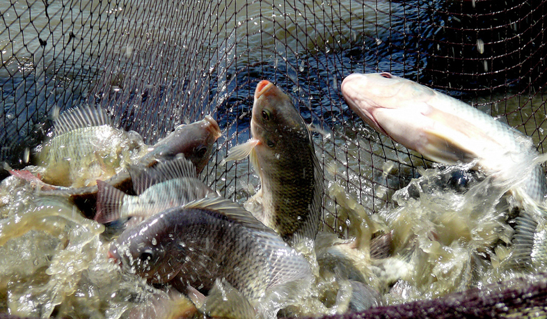 3000 t fish exported from Armenia