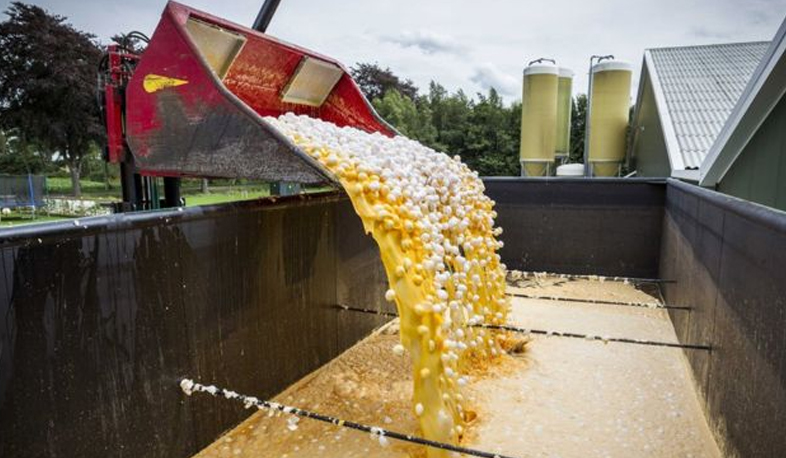 Ֆիպրոնիլ՝ թունավորված հավկիթներում