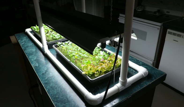 Բույսերի աճն արագանում է 40 տոկոսով. Ֆիտոլայթ