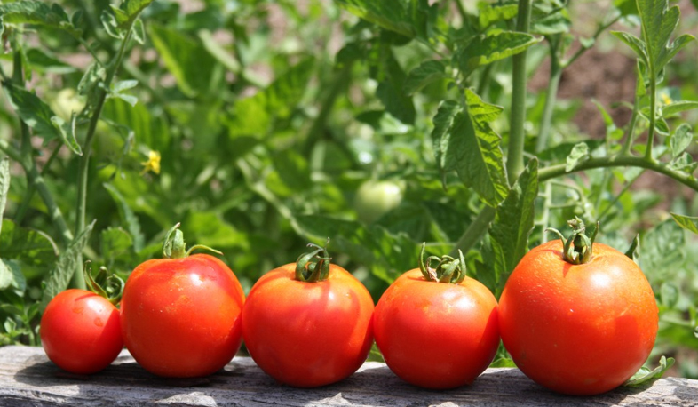 5 տոկոսով վարկ ինտենսիվ այգիներ հիմնելու համար