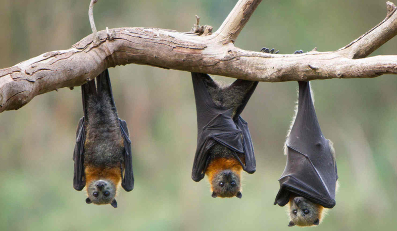 International Bat Night celebrated on August 26