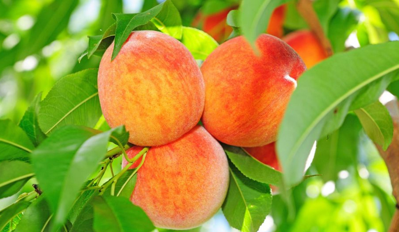 Harvesting in peach gardens