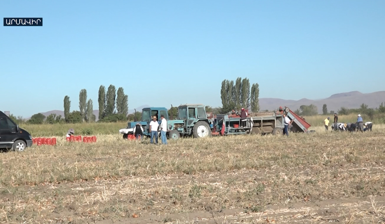 Աշնանային բերքահավաք Արմավիրում