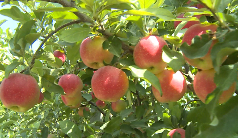 Intensive gardens give first harvest in Armenia