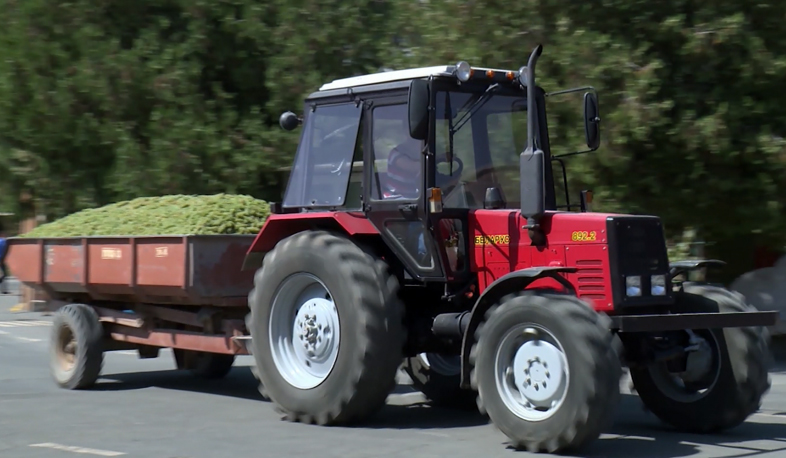 Արմավիրում չմթերված խաղող չի մնա