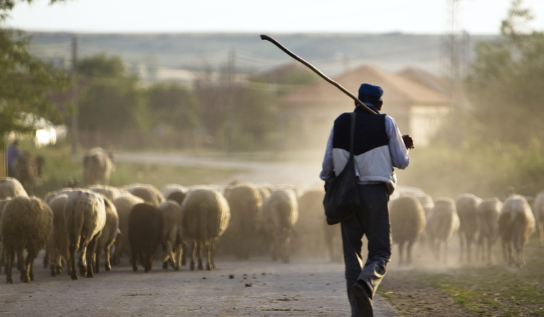 Թուրք հովիվն ապօրինի հատել է սահմանը