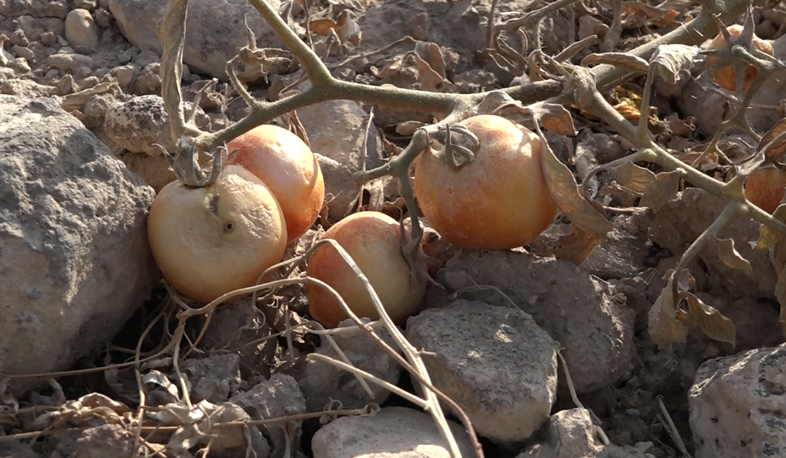 Irrigation water problem in Armavir