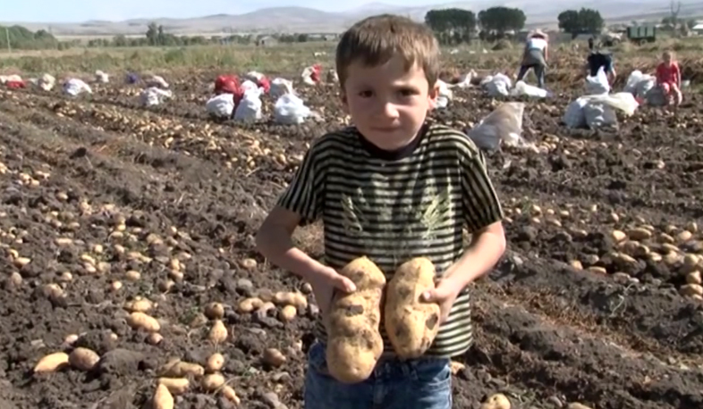 Գեղարքունիքում կարտոֆիլի բերքահավաք է