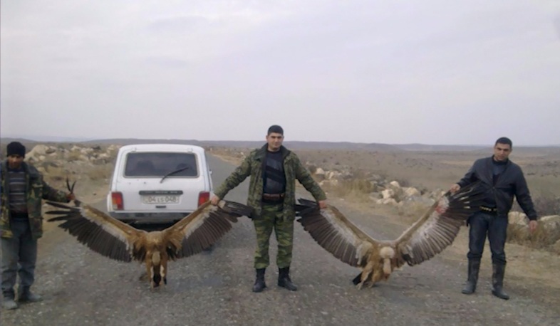 Կարմիր գրքում գրանցված սպիտակագլուխ անգղերի որս է բացահայտվել