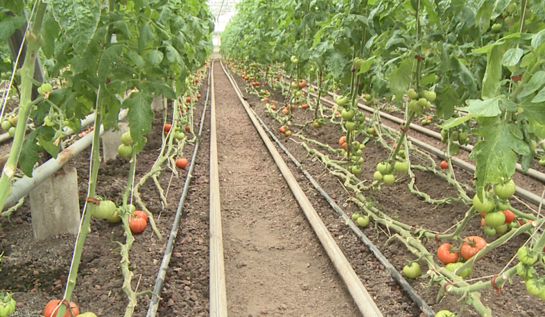 Small greenhouses providing fresh harvest all year