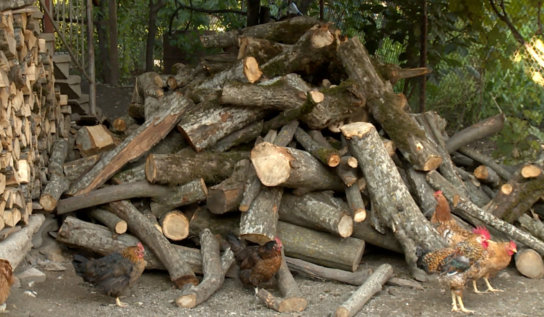 «Դիլիջան» ազգային պարկից փայտ դուրս կգա միայն կնիքով