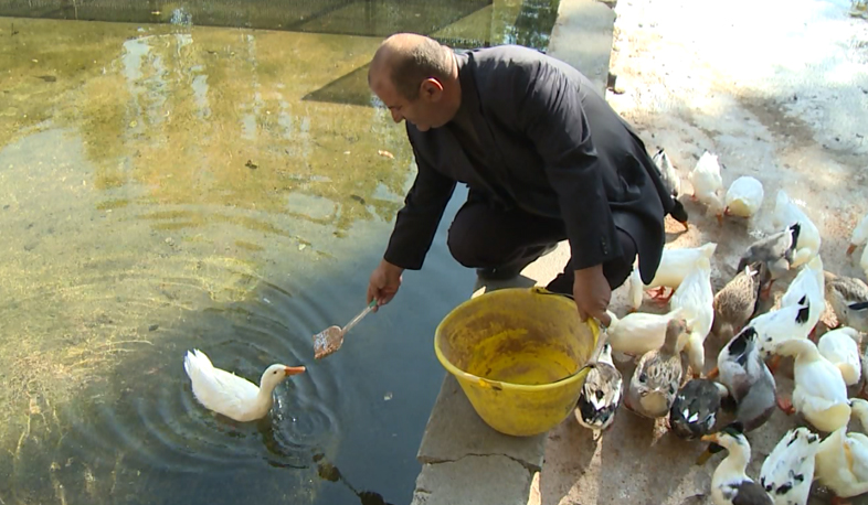 Geese for love and for income