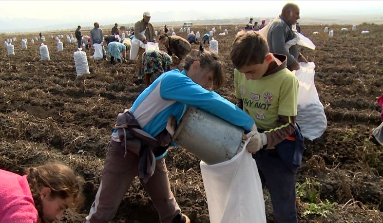 Potato harvest through snow and drought