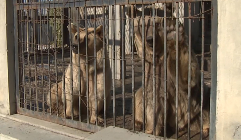 Միշան և Մաշան կենդանաբանական այգում են