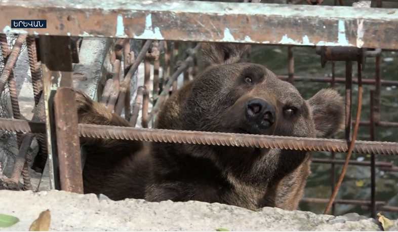Երևանի քաղաքապետարանը 5000 քառակուսի մետր է հատկացրել արջերին