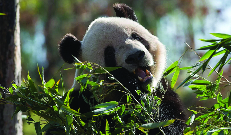 Մելանյա Թրամփը կերակրել է Պեկինի կենդանաբանական այգու աստղին