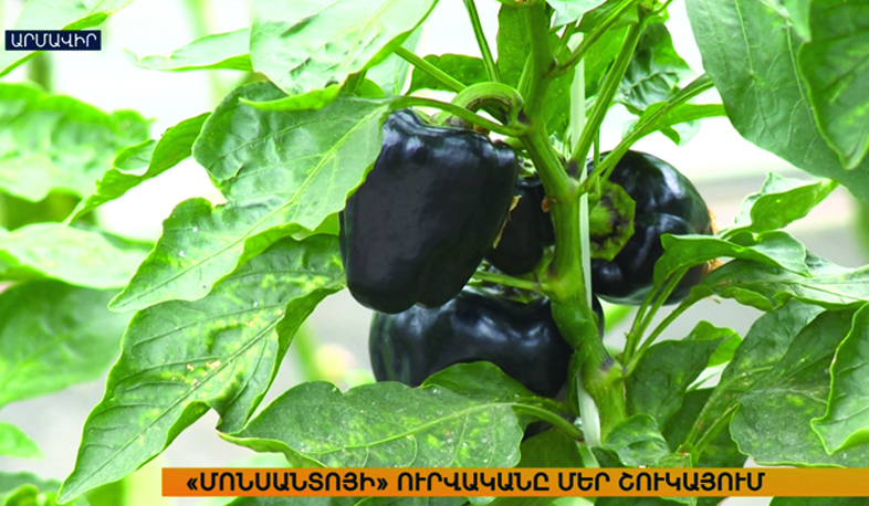 Պաշտպանություն գենետիկորեն մոդիֆիկացված օրգանիզմներից