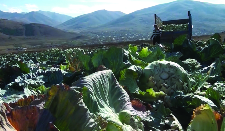 Harvest and loans of Jrashen