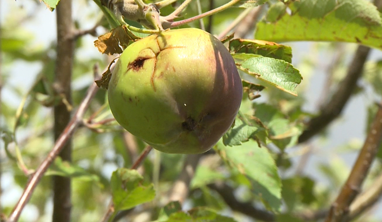 Հայաստանում գյուղատնտեսությունը կապահովագրվի