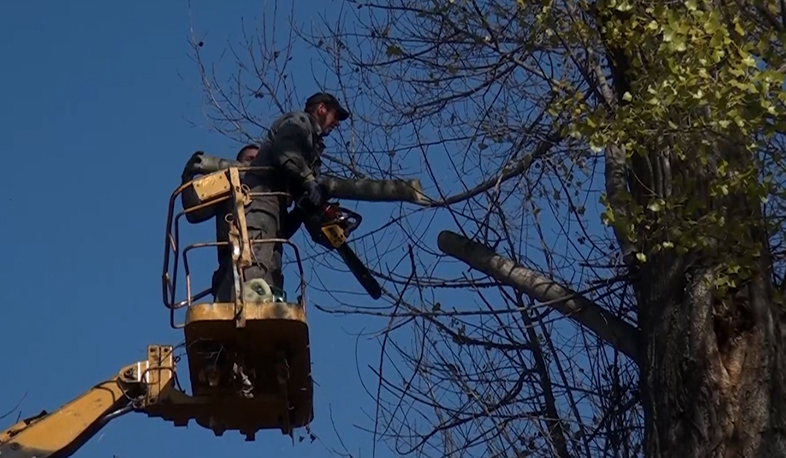 Ծերացած ծառերի փայտը կբաժանեն անապահովներին