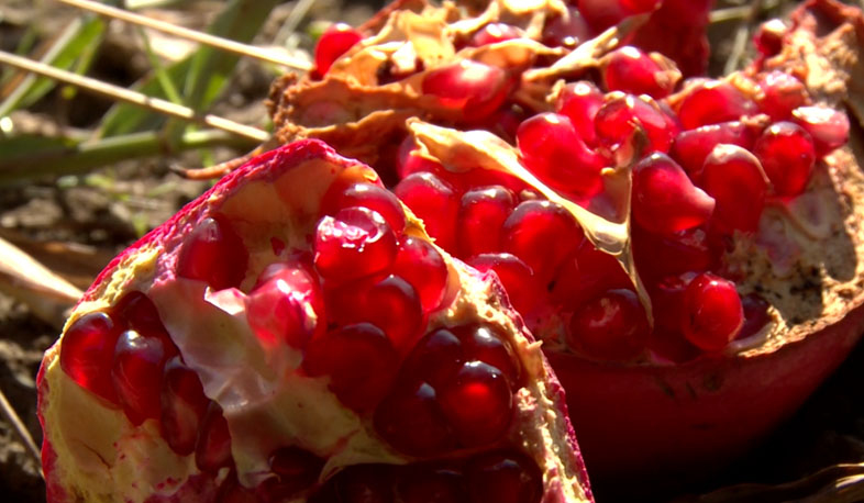 Ջուրը այգիներ հասցնելու համահայկական հանգանակություն