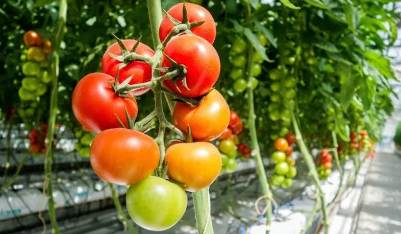 Արտահանման բարձր թվեր և արտաքին շուկաների մեծացող քարտեզ