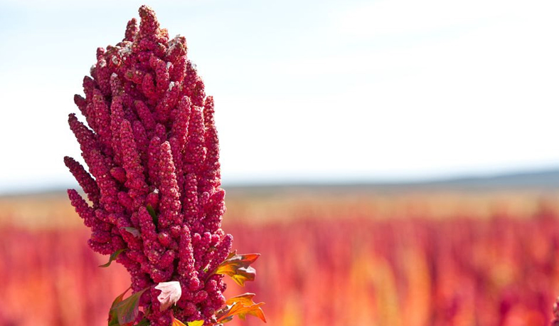 Նոր հացաբույսեր հայաստանյան դաշտերում