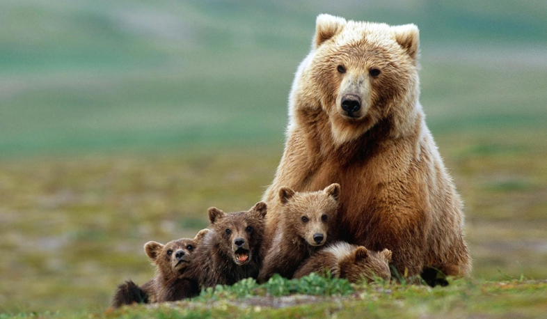 2018-ից ավելի խիստ բնապահպանություն