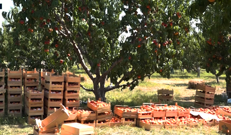 2.5 մլրդ՝ ի նպաստ գյուղատնտեսության