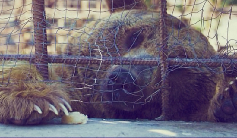 «Օրակարգ»-ի ռեպորտաժների թոփ եռյակը